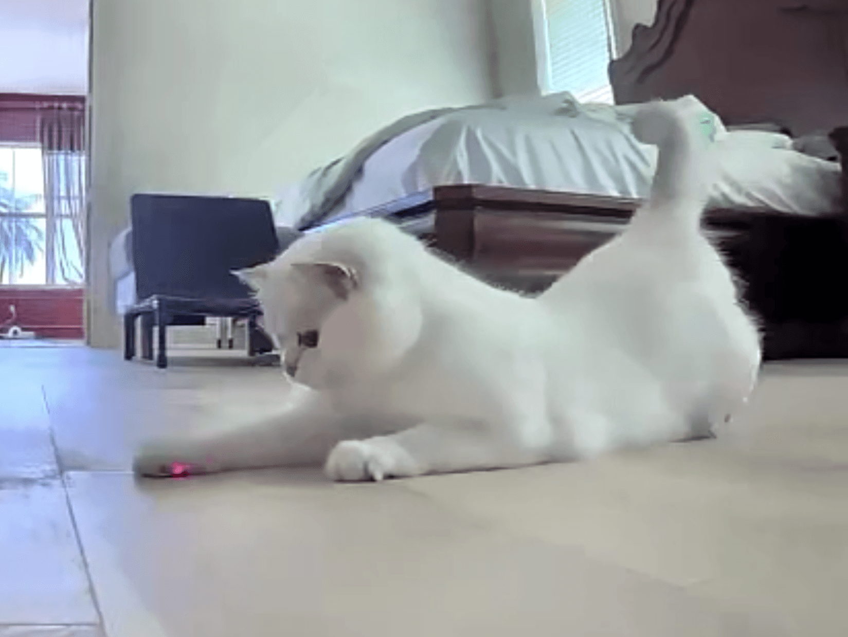 Snowballās highness