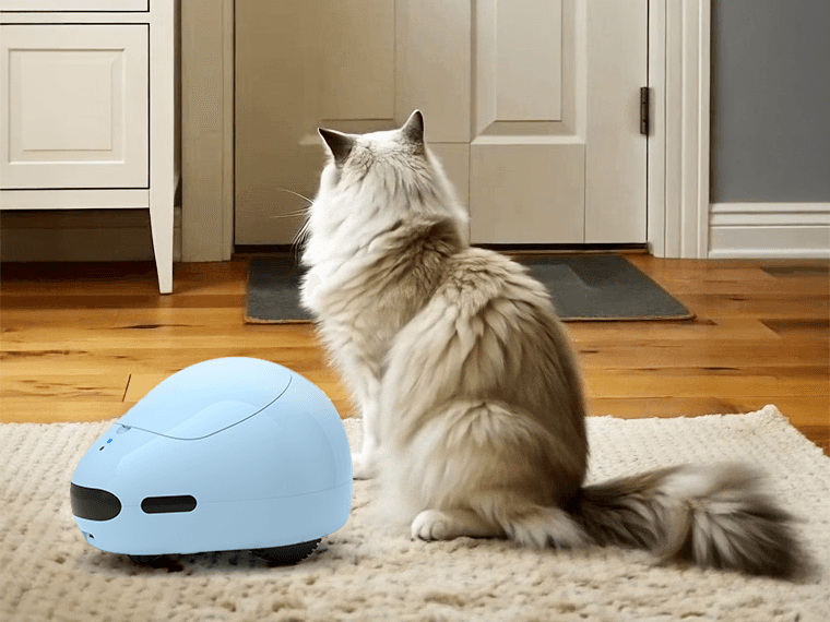 PumpkiiāFrom Waiting to Companionship